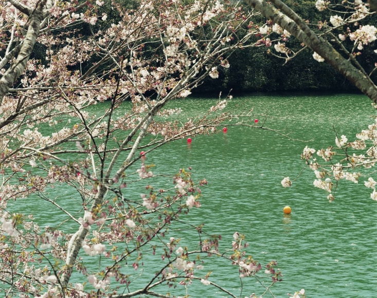 Color photo of a lake with colorful buoys seen through blossoming trees.