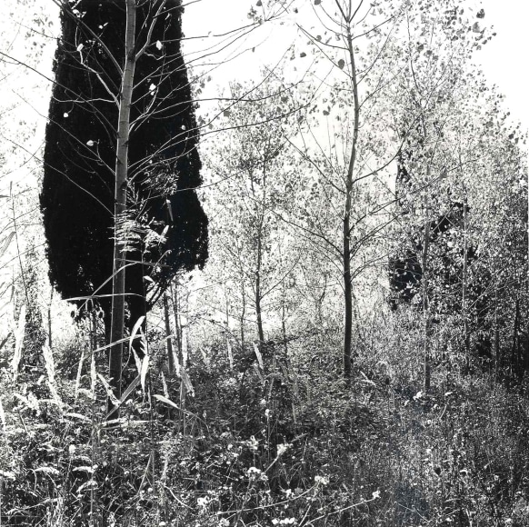 Ray Metzker Feste di Foglie: Italy, 1985