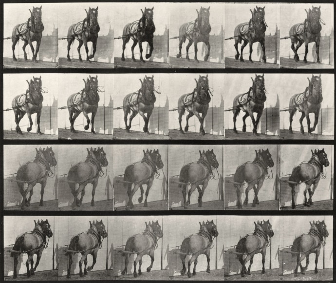 Eadweard Muybridge Plate 568