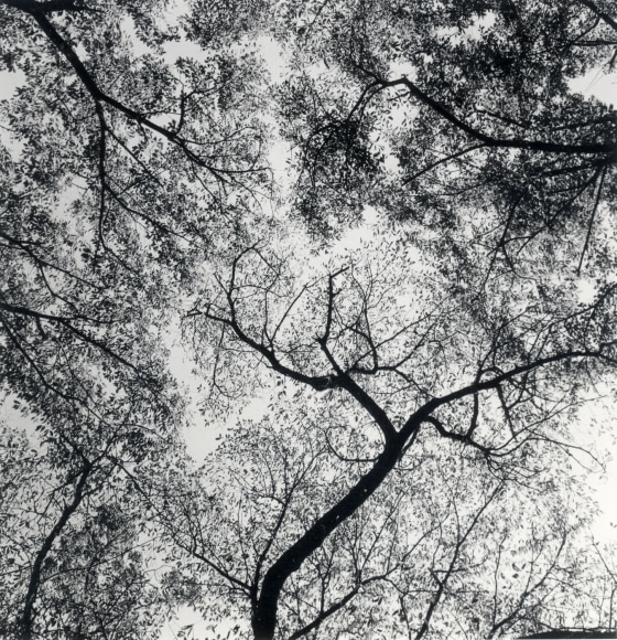 Harry Callahan Ansley Park, Atlanta, 1991