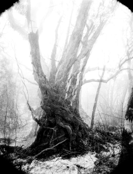 DoDo Jin Ming Sky Inside III