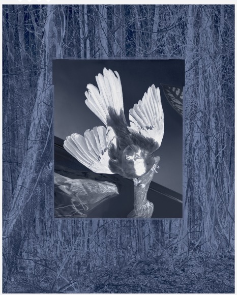Negative photographic image of a bird framed in a blue tinned negative photo image of a forest.