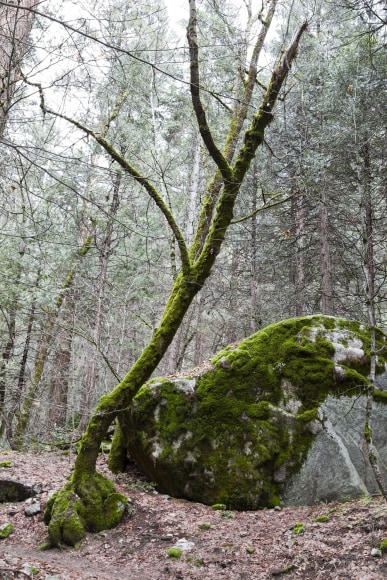 Jessica Lim Yosemite Moss