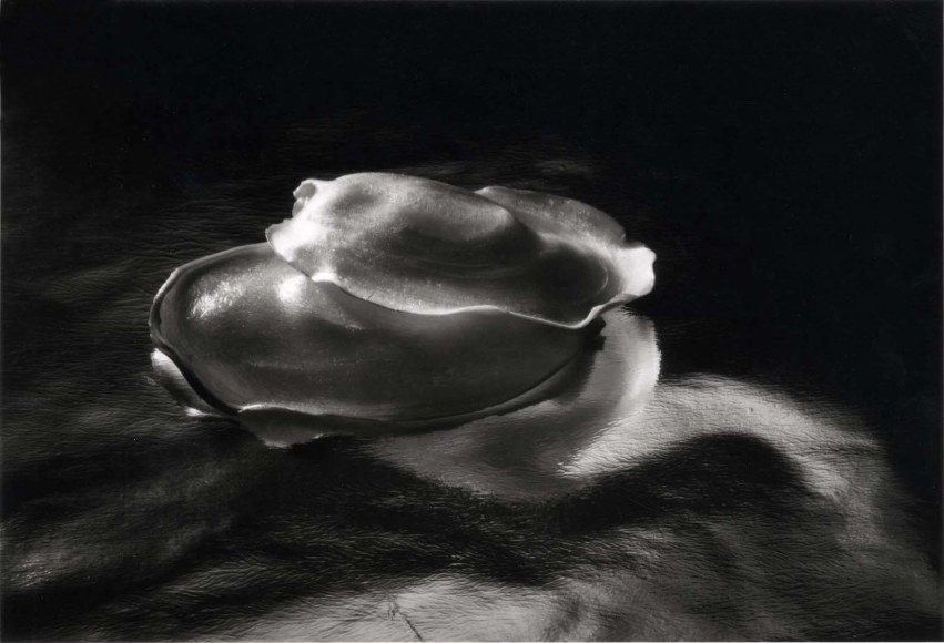 Ruth Bernhard N&ordm;4 Candy