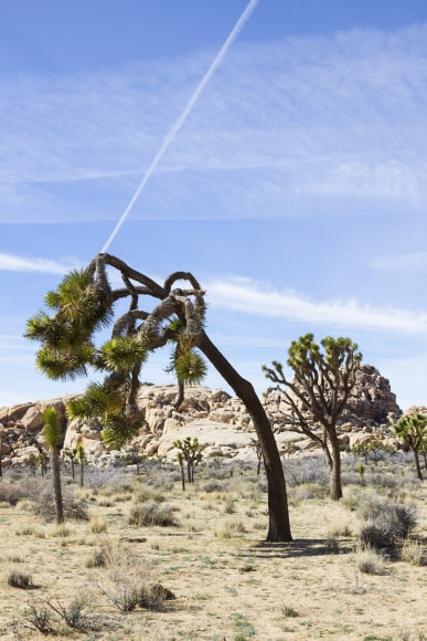Jessica Lim Joshua Tree and Contrail