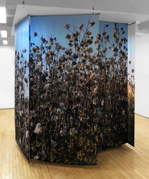 JohnDowell Lost in the Cotton