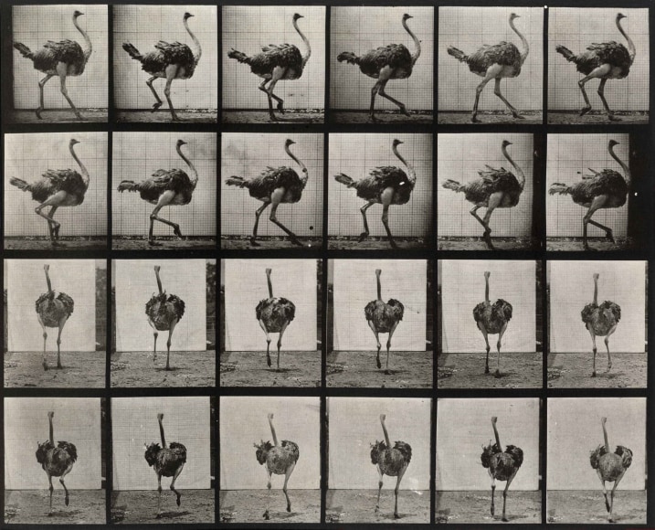 Eadweard Muybridge Plate 772
