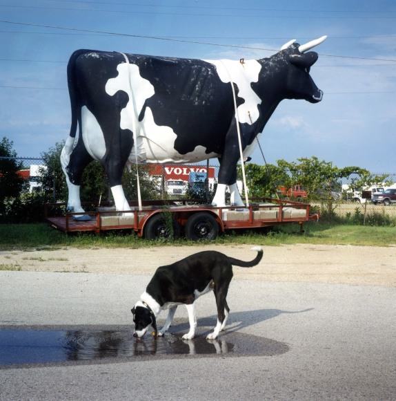 Color photo of a black and white dog drinking water from a puddle in front of a large sculpture of a black and white cow on trailer in a lot.