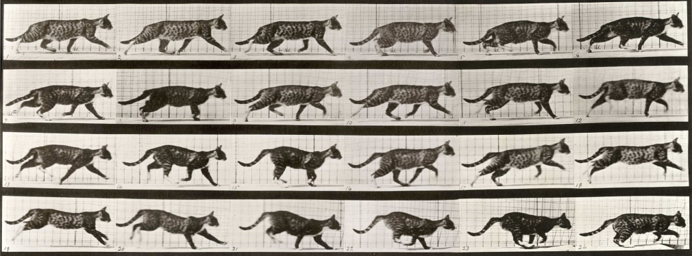 Muybridge Plate 718