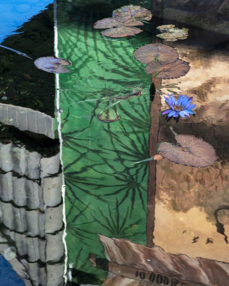 Reflecitons of buildings and a water lily on water.