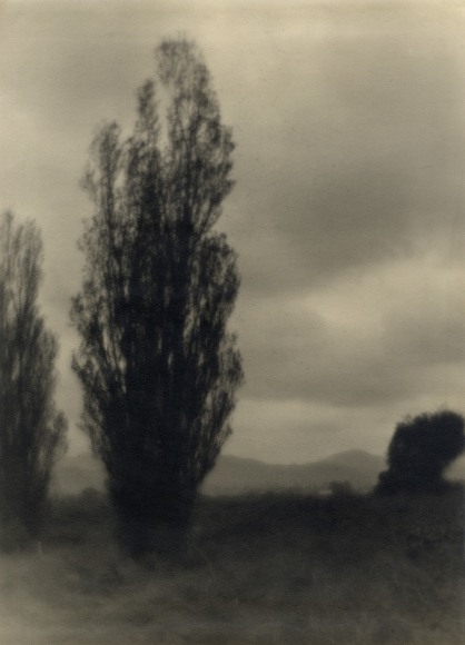 Black and white photo of cypress tree in a field.