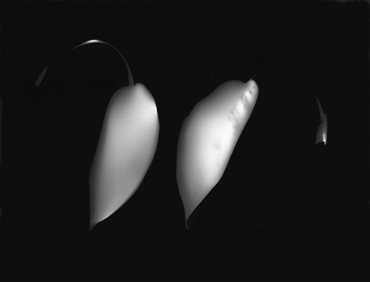 Unititled Photogram, 1991 Gelatin silver print