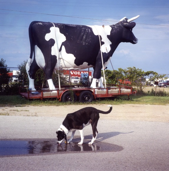 Color photo of a black and white dog drinking from a puddle in a neglected looking parking lot, with a large statue of a black and white cow on a tailer behind.