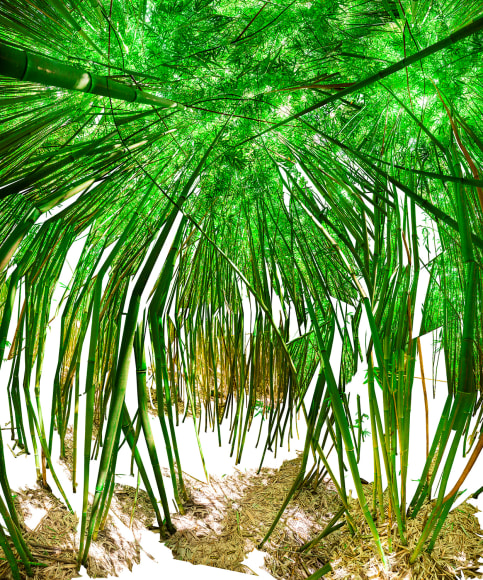 Raissa Venables Bamboo Room 2014