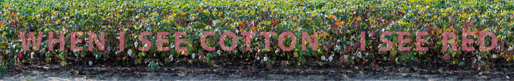 When I See Cotton I See Red