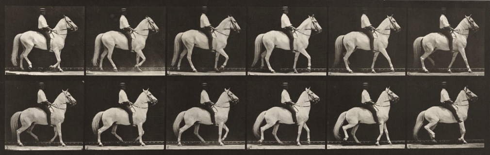 Sequence of black and white photos showing the movements of a white horse as it walks