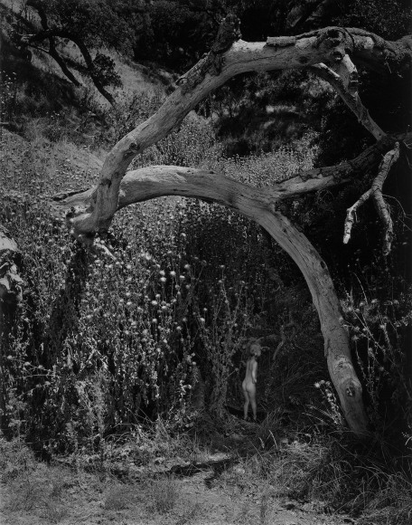 Child and the Unknown, 1955