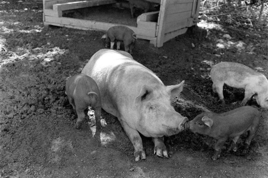 Helen Levitt New Hampshire, 1983