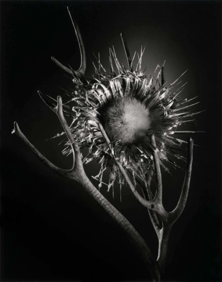 Ruth Bernhard N&ordm;6 Thistle