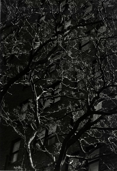 Dark black and white photo showing light hitting bare tree branches with a building behind.