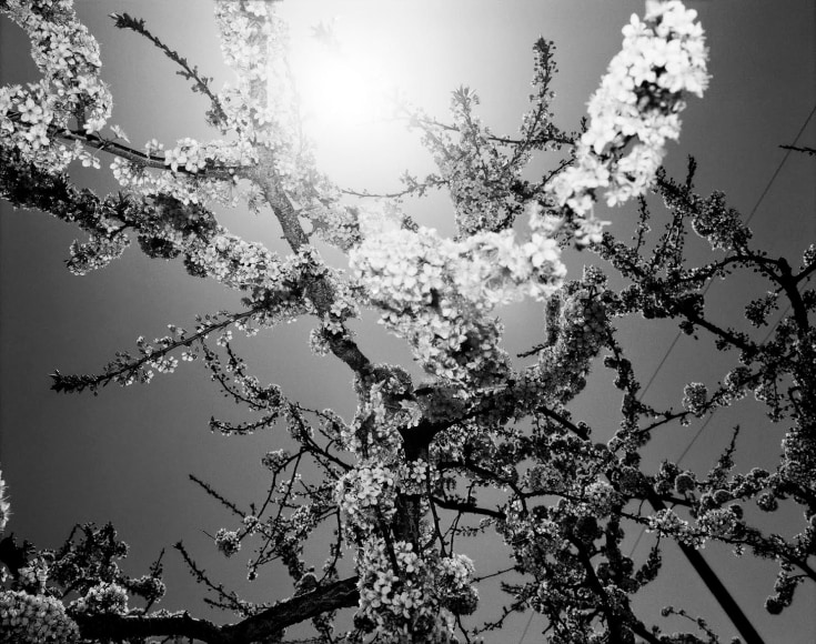 DoDo Jin Ming Untitled (Blossoms)