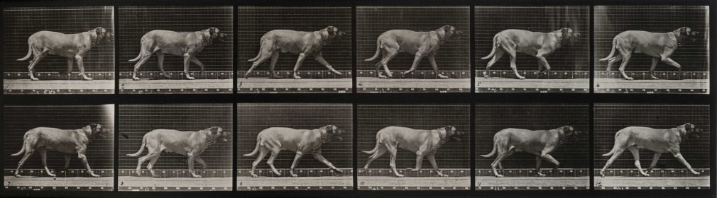 Eadweard Muybridge Plate 706