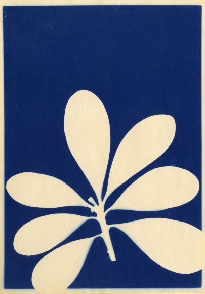cyanotype