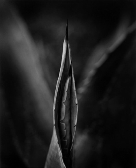 Wynn Bullock Cactus, 1958