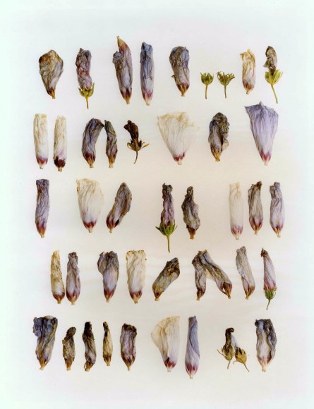 Bruce Wrighton Still Life