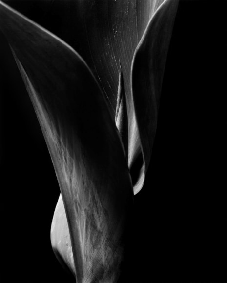 Willard Van Dyk Canna Leaf, 1933e