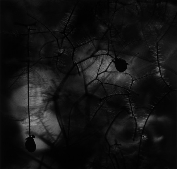 Seed Pods, 1969  vintage gelatin silver print