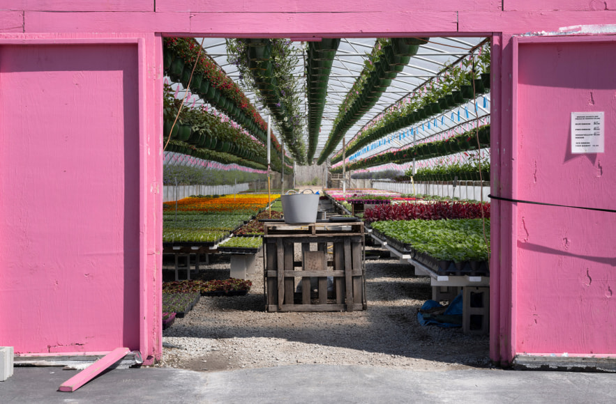 Color photo of the entrence to a pink greenhouse filled with plants and flower.