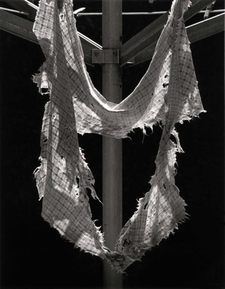 Ruth Bernhard N&ordm;8 Rag