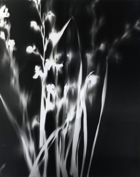 Untitled Photogram, 1998 Gelatin silver prints