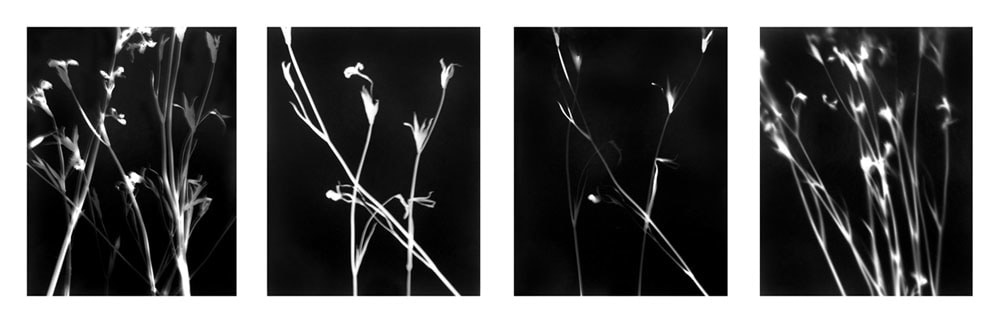 Unitiled Photogram, 1996 Mounted gelatin silver prints