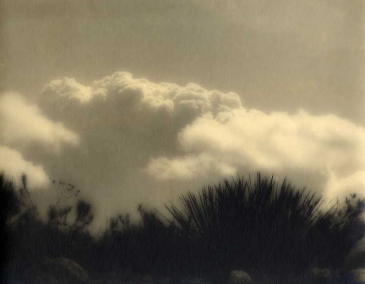 Black and white photo, tall grasses silhouetted agasint cumulus clouds.