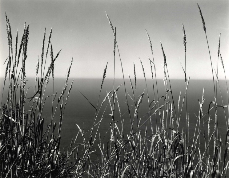 Edward Weston Grass Against the Sea, Big Sur, 1937