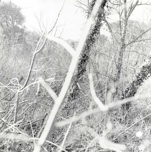 Ray Metzker Feste di Foglie, Italy 1985
