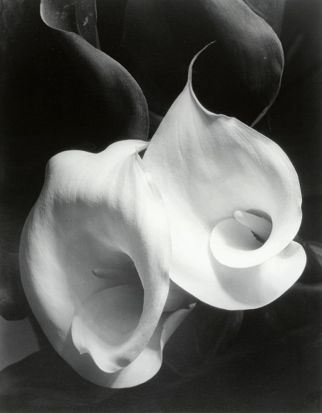 high contrast black and white photo showing a close up of two calla lily blossoms.