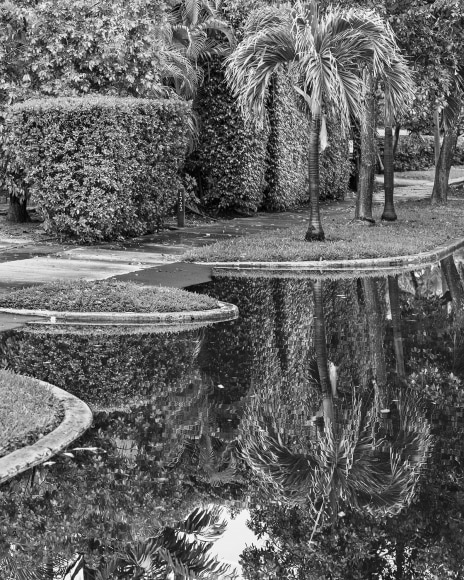 Black and white photo of a flooded street in Florida, with water up to curb and palm trees along the sidewalk.