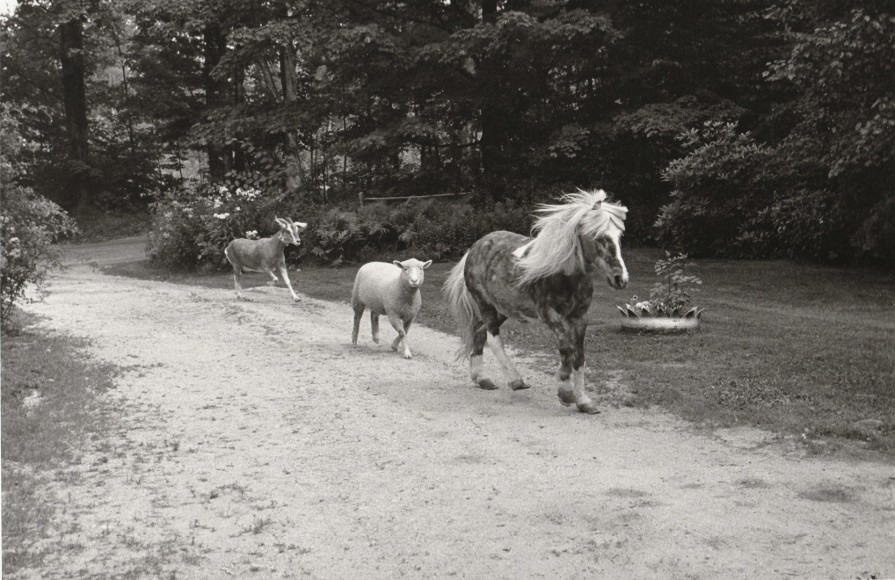 Black and white photo of a goat, sheep, and pony walking in line down a dirt road.