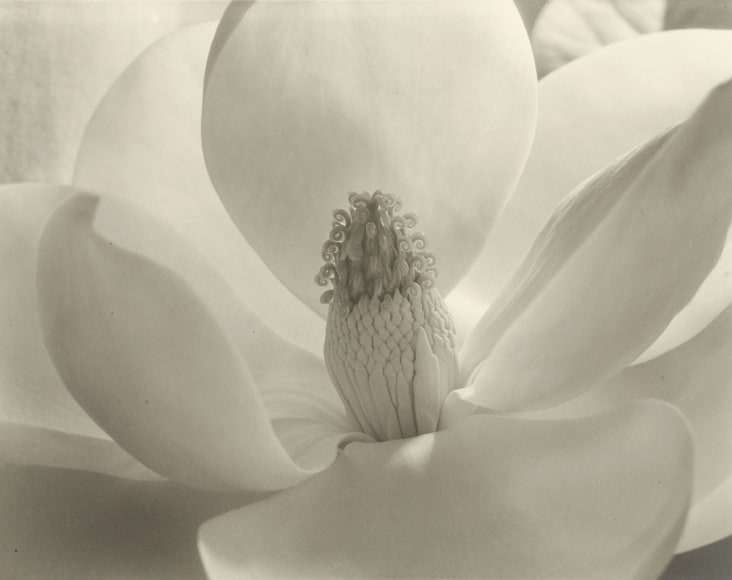 Black and white close up photo of a magnolia blossom
