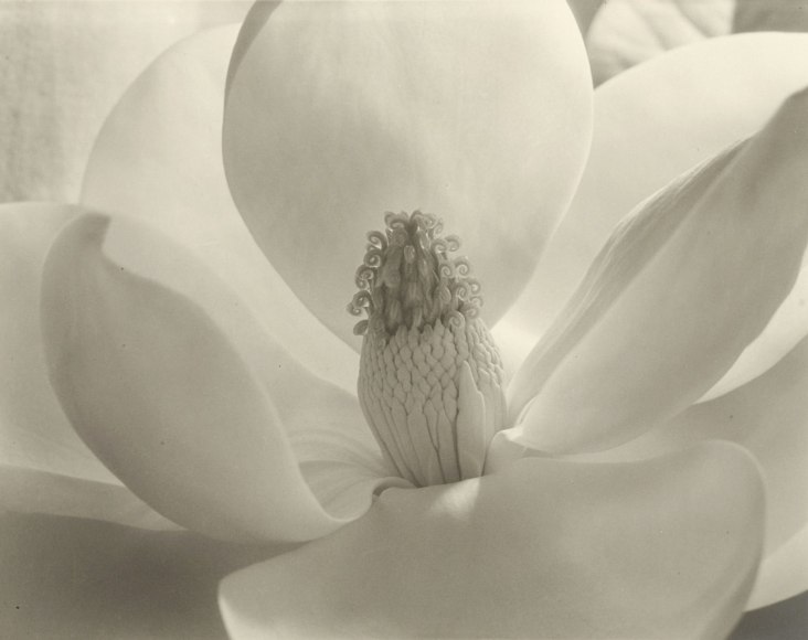Close up black and white photo of a magnolia blossom.