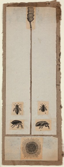 Robert Rauschenberg,&nbsp;Untitled [insects and pod], c. 1952.