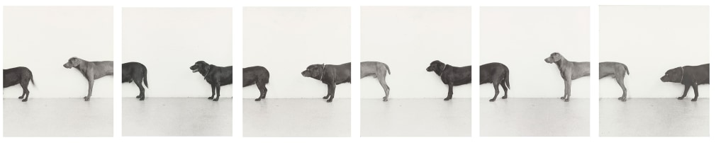 William Wegman Foley, Saucy, Man Ray, 1972