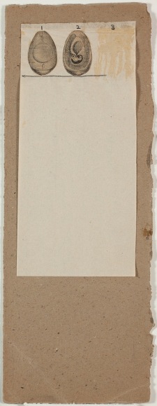 Robert Rauschenberg,&nbsp;Untitled [embryos], c. 1952.