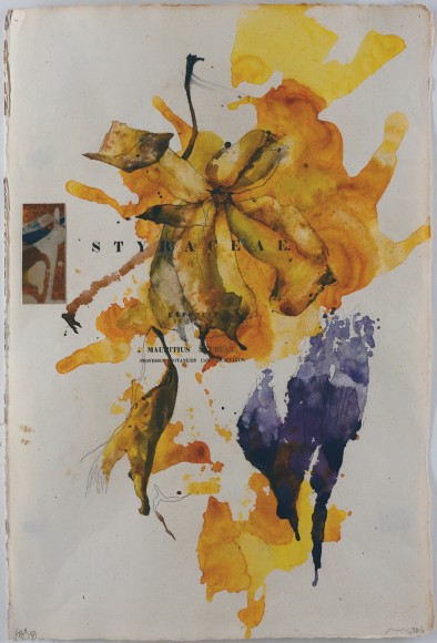 NUGENT-Bob_Flora Brasiliensis #189_18.5x12.5_s