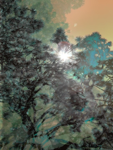 JPAXTON_Pines_2077-8-9-80m_V2d_s