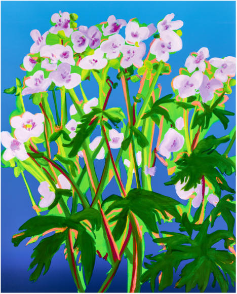 WITTENBERG-Nicole_Sweet William, 2_archival pigment ink print, hand varnished on Innova Etching Cotton Rag 315 gsm_52x42_ed15