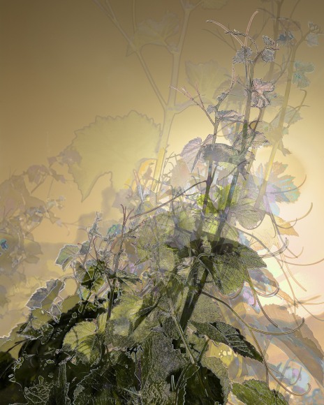 03_PAXTON_Vineyard-7803_40x32_Ws